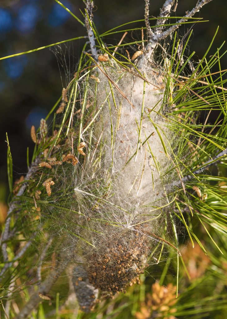 Nid de chenilles processionnaires du pin sur une branche