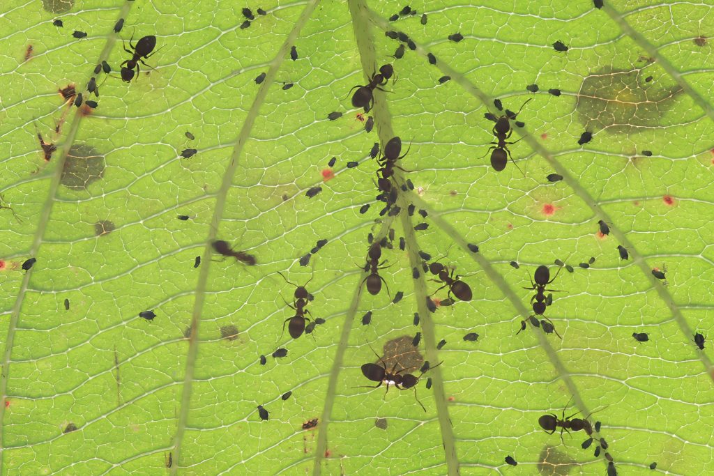 Fourmis noires sur une plante, exemple d’activité de colonie