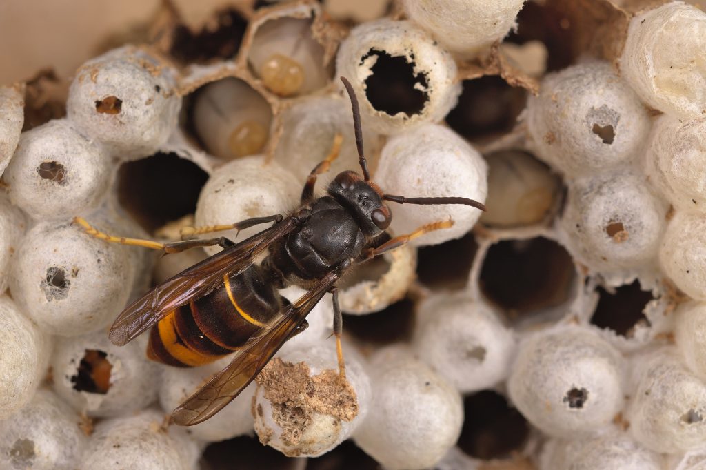 Nid de frelons asiatiques installé en hauteur