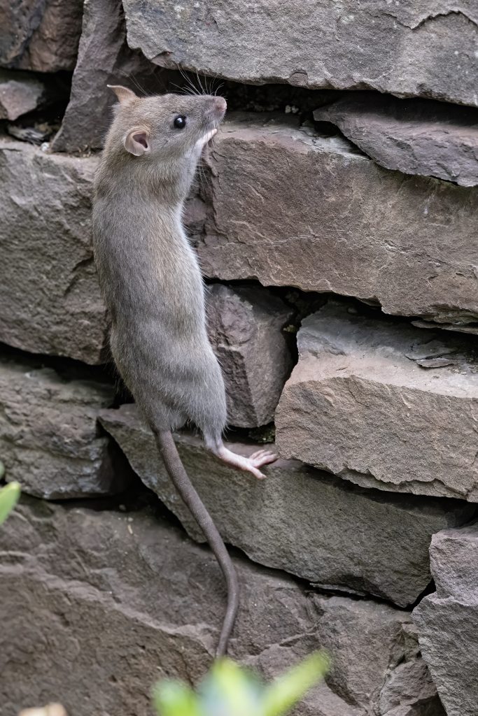 Rat brun en extérieur, aussi appelé surmulot