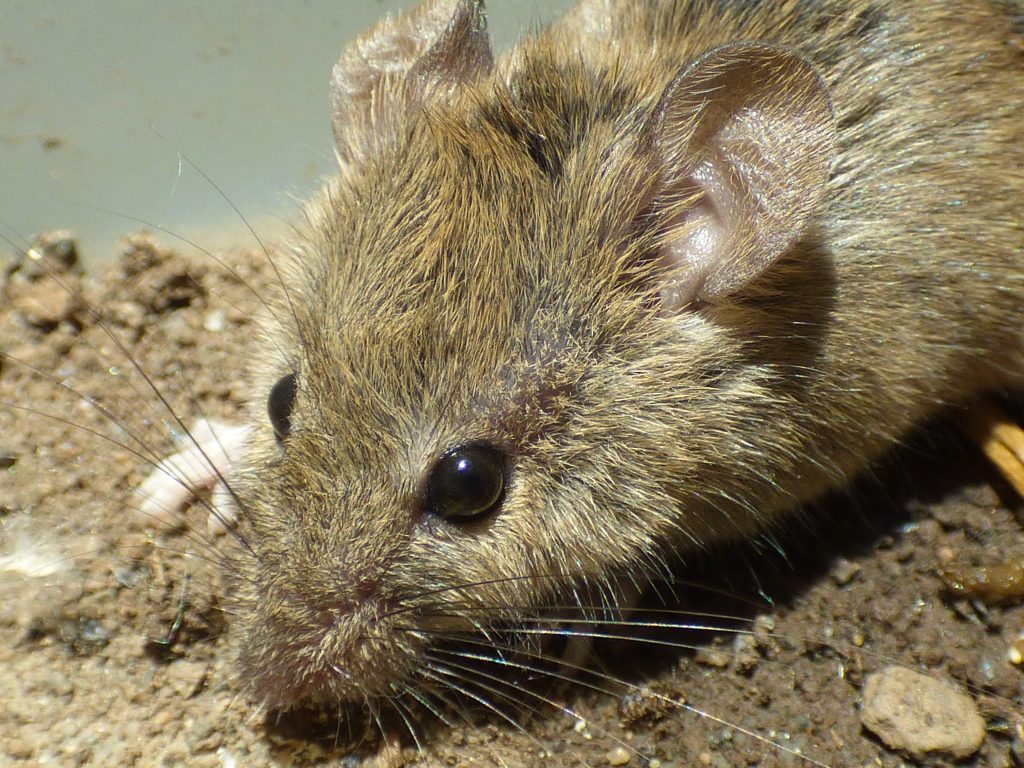 Souris domestique sur un sol clair
