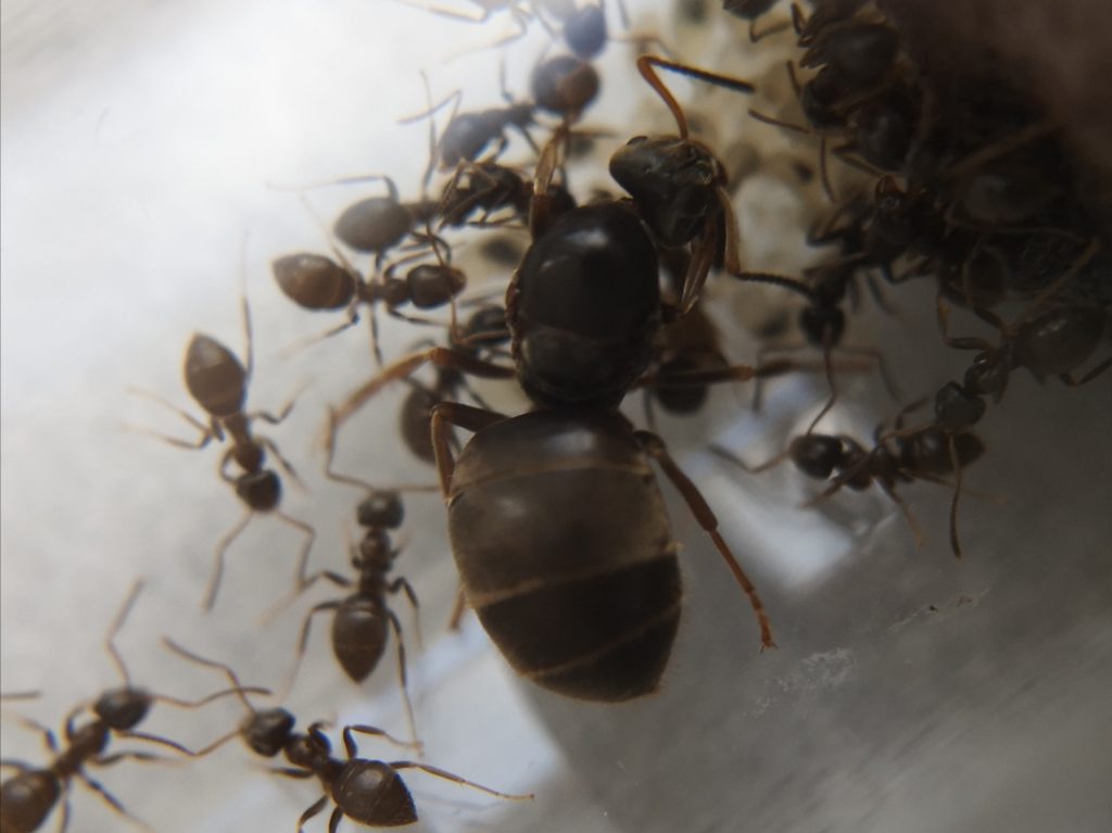 Colonie de fourmis noires avec reine, ouvrières et couvain