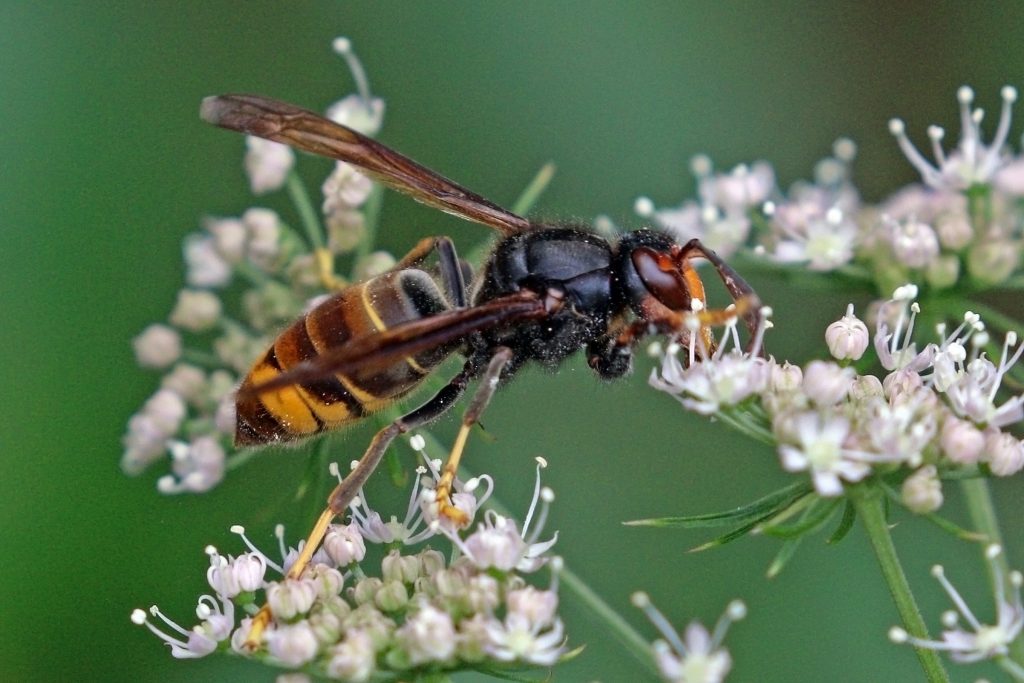 Frelon asiatique adulte posé sur des fleurs