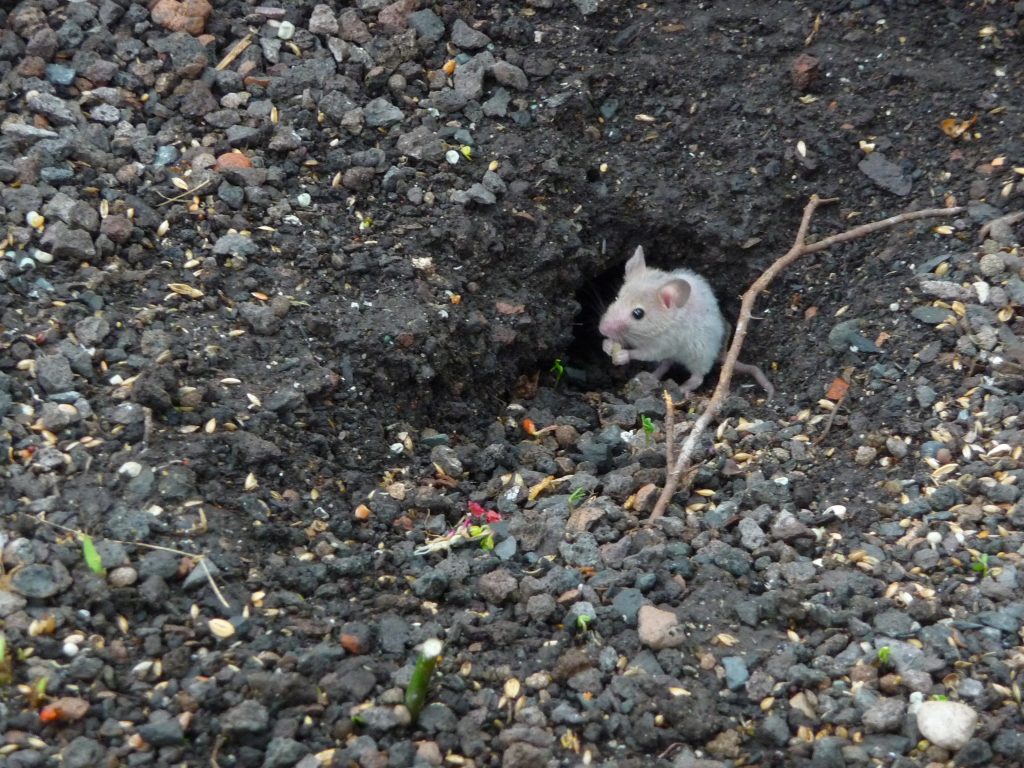 Souris domestique sortant d’un trou dans un mur